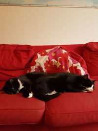Dog sleeping on sofa