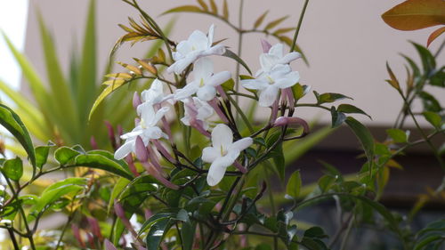 Close-up of white flowering plant