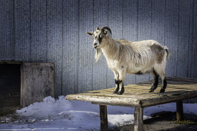 A white horned goat stands on a wooden table and enjoying sunny early spring day