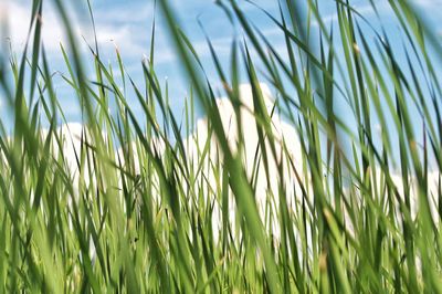 Close-up of crops growing on field against sky