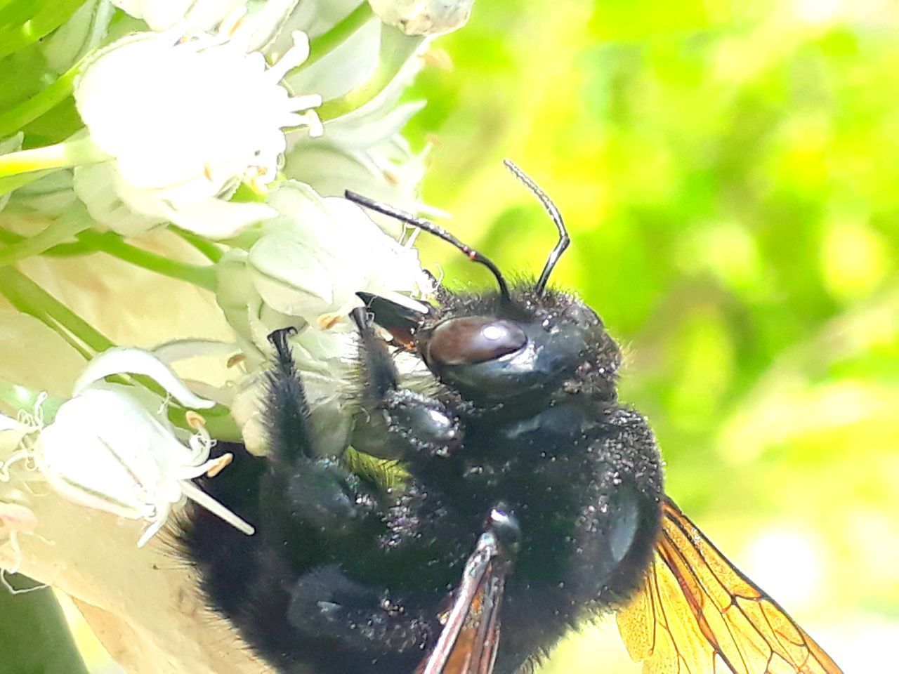 CLOSE-UP OF HONEY BEE POLLINATING FLOWER