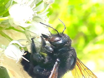 Close-up of bee pollinating flower