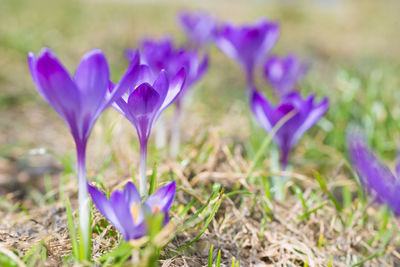 Close-up of purple crocus flowers on field
