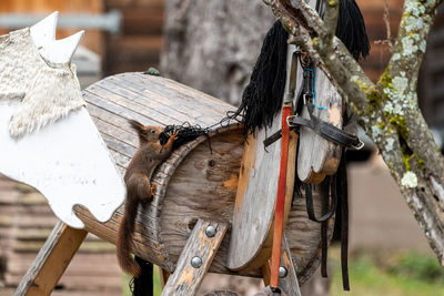 Squirrel getting wool from a wooden horse as nesting material...