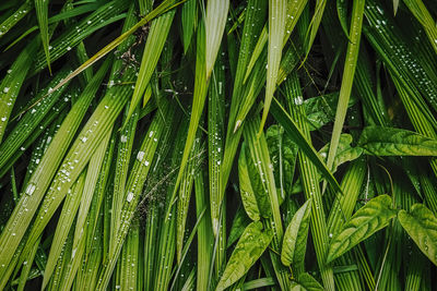 Full frame shot of wet plant on field