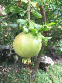 Close-up of apples growing on tree