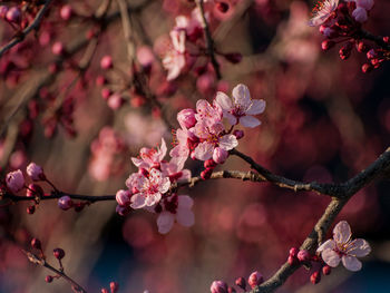 Close-up of pink flowers on branch