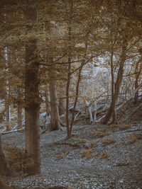 Trees on field in forest