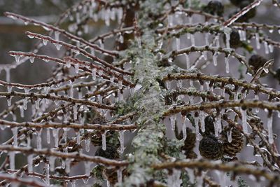 Close-up of frozen plant