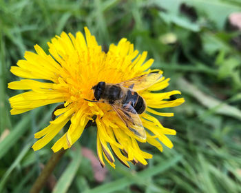 Bee pollinating flower