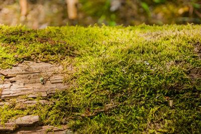 High angle view of plants growing on land