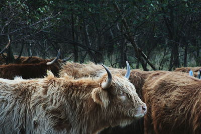 View of highland cattles