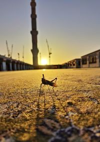 Madina mosque at sunset with grasshopper