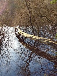 Reflection of trees in water