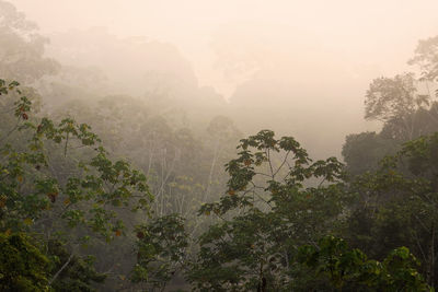 Trees and plants during foggy weather