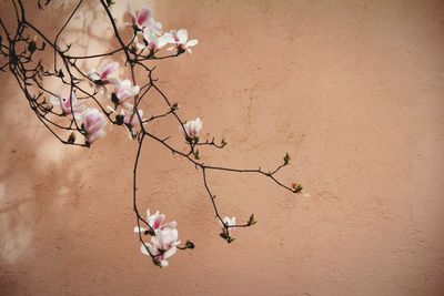 Close-up of flowers on tree