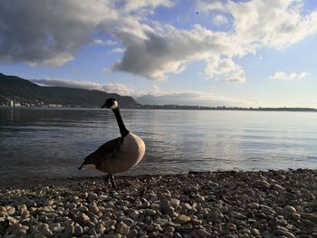 Goose next to a lake
