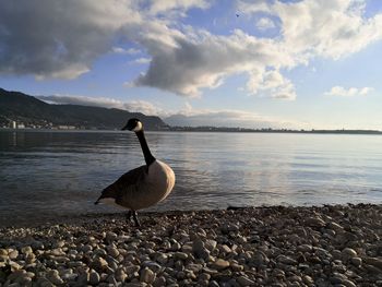 Bird in a lake