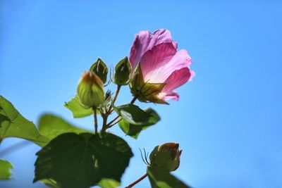 flowering plant