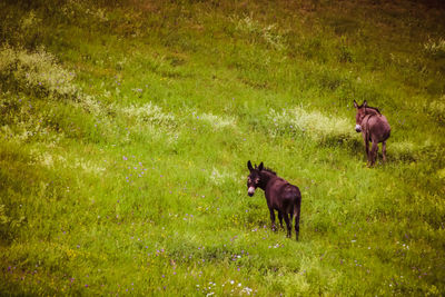 Donkey on field