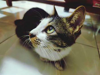 Close-up of a cat