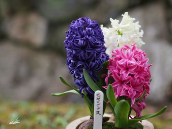 Close-up of purple flowers blooming outdoors