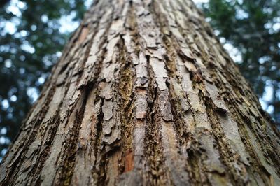 Low angle view of dead tree trunk