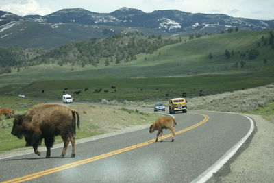 View of sheep on road