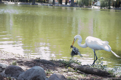 Swans in lake