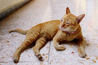 Close-up of ginger cat lying down