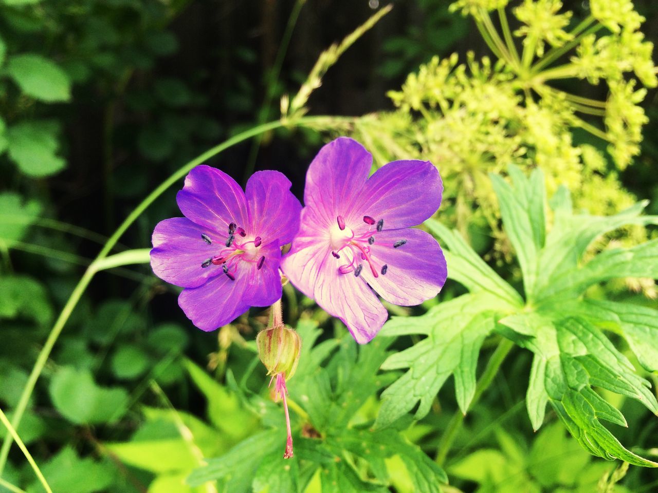 flower, freshness, petal, purple, fragility, growth, flower head, beauty in nature, blooming, close-up, plant, focus on foreground, nature, leaf, in bloom, pollen, park - man made space, no people, day, outdoors