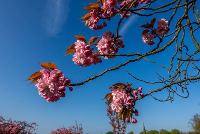 Close-up of pink cherry blossoms against blue sky