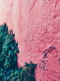 Close-up of pink wall