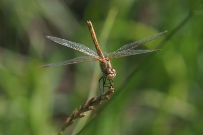 Close-up of dragonfly on plant