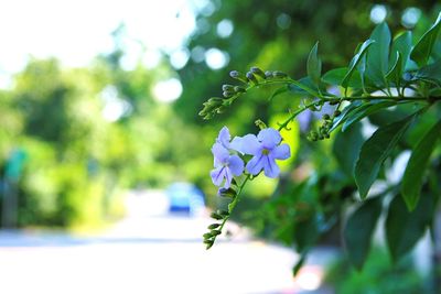 Close-up of plant growing on tree