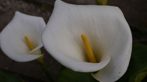 Close-up of white flowers
