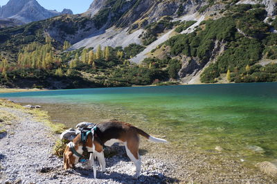 Dog on landscape against mountains