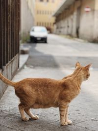 Cat standing on street