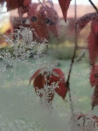 Close-up of frozen glass window