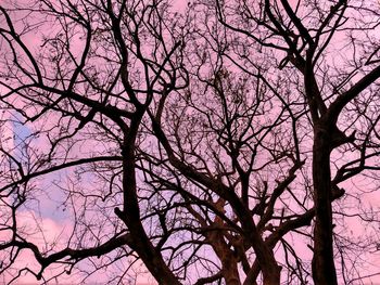 Low angle view of silhouette bare tree against sky