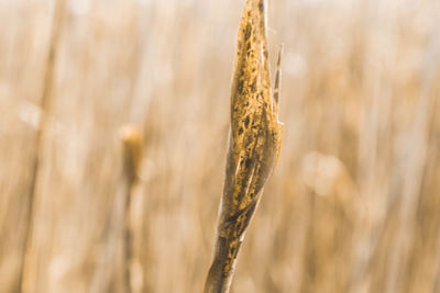 Close-up of stalks in wheat field