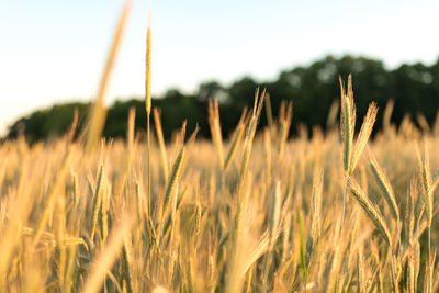 Close-up of wheat on field against sky