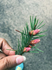 Close-up of hand holding leaf