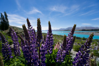 Close-up of purple flowering plants on field against sky