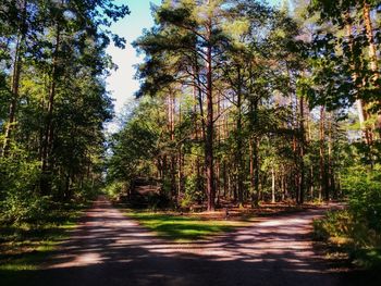 Road amidst trees in forest