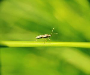 Close-up of insect