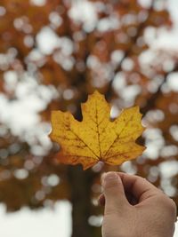 Close-up of hand holding maple leaf