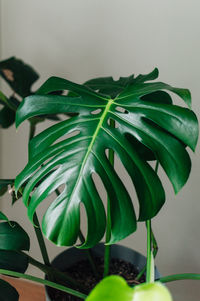 Close-up of fresh green plant against wall at home