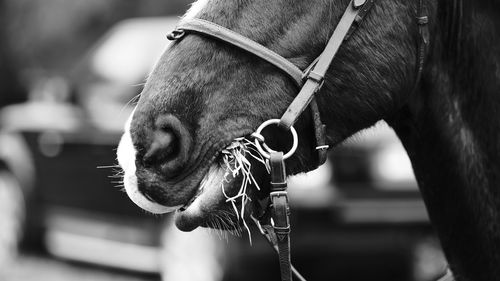 Close-up of horse