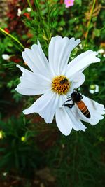 Close-up of insect on flower